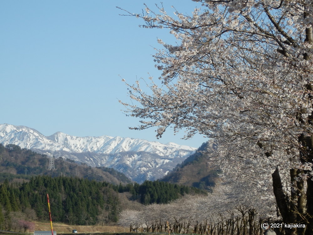 胎内市・胎内川河川敷千本桜 2021(4/11)