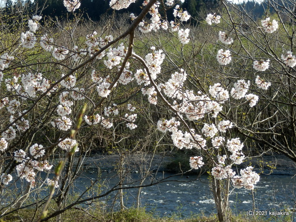 胎内市・胎内川河川敷千本桜 2021(4/11)