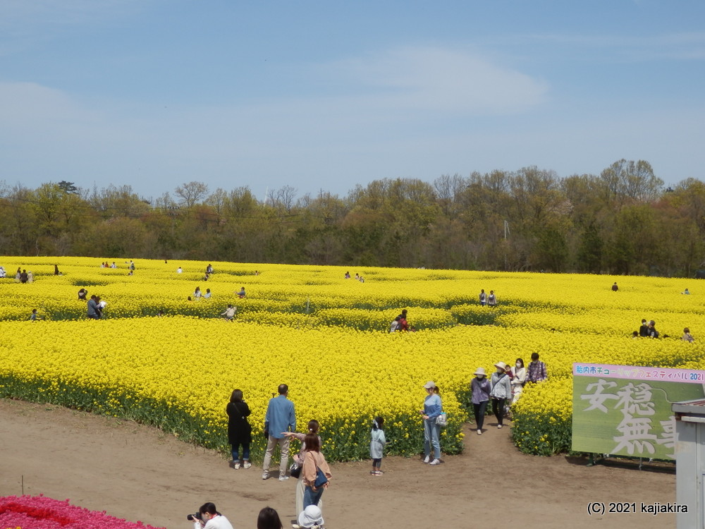 胎内市チューリップフェスティバル21 4 24 加持顕の日々是新潟