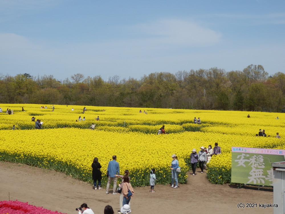 胎内市チューリップフェスティバル2021(4/24)