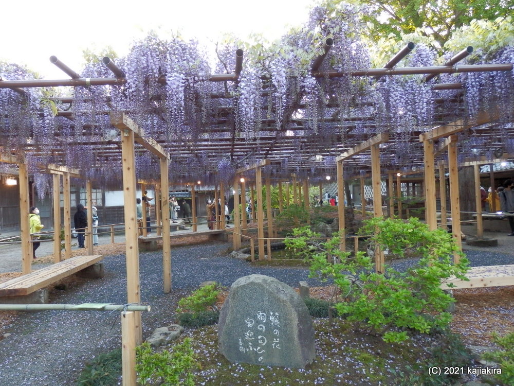 新潟市江南区・北方文化博物館「大藤棚ライトアップ」2021