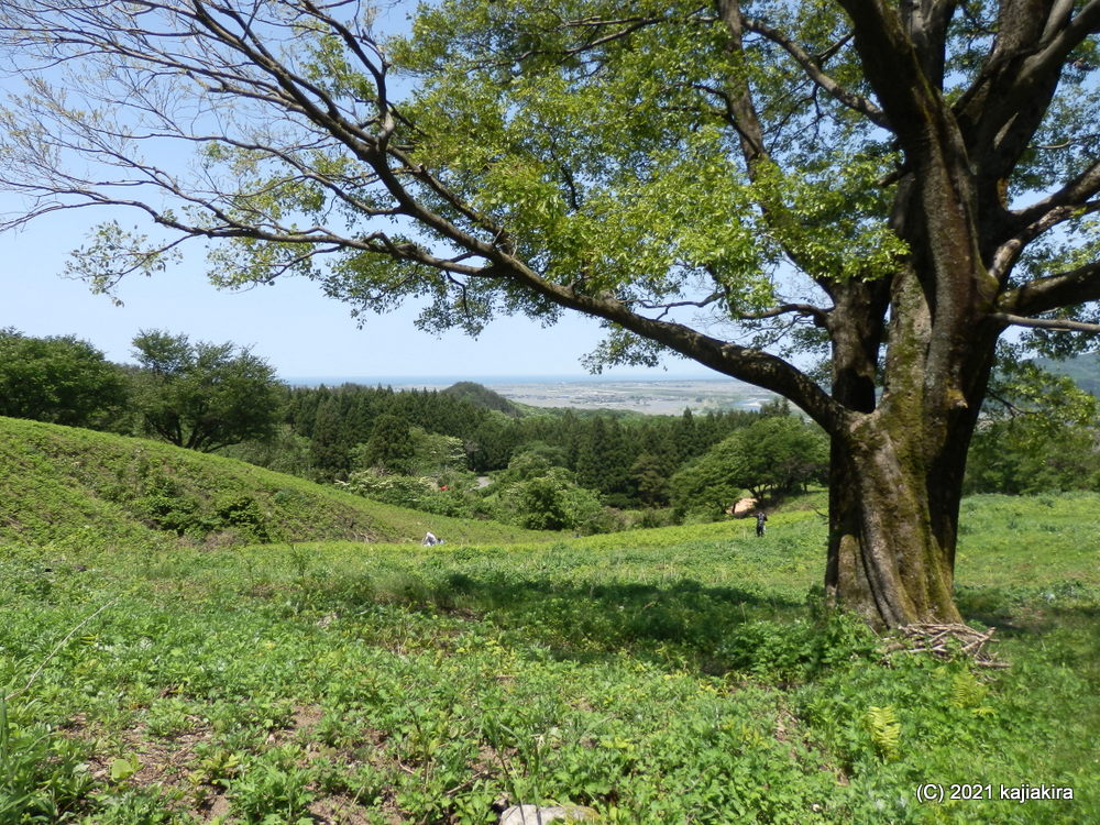 荒島わらび園（村上市荒島）で久しぶりの山菜採りを堪能