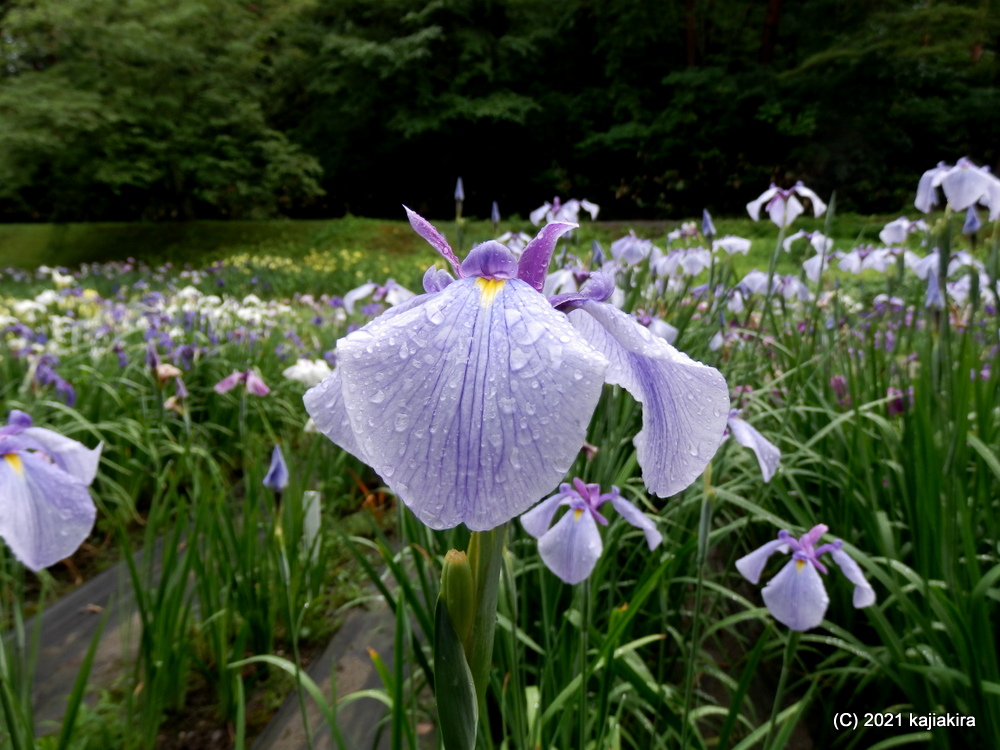 新発田市「五十公野公園あやめ園」2021年0６月２４日（満開）