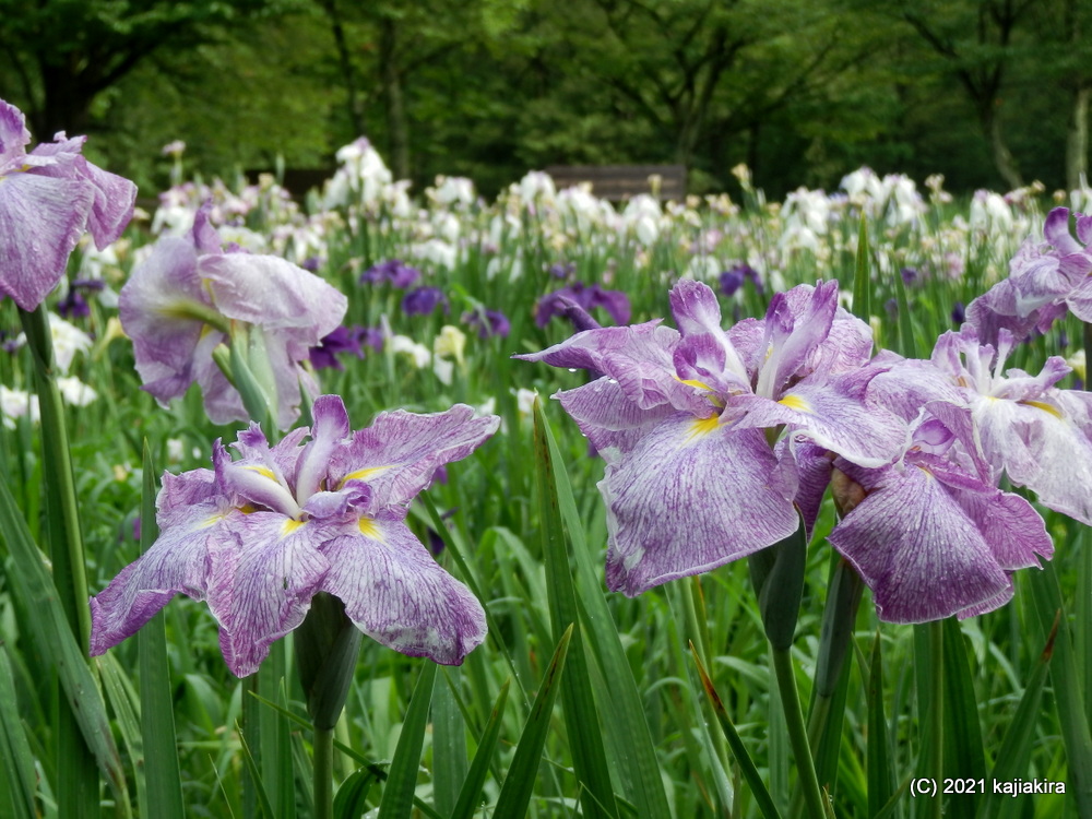 新発田市「五十公野公園あやめ園」2021年0６月２４日（満開）