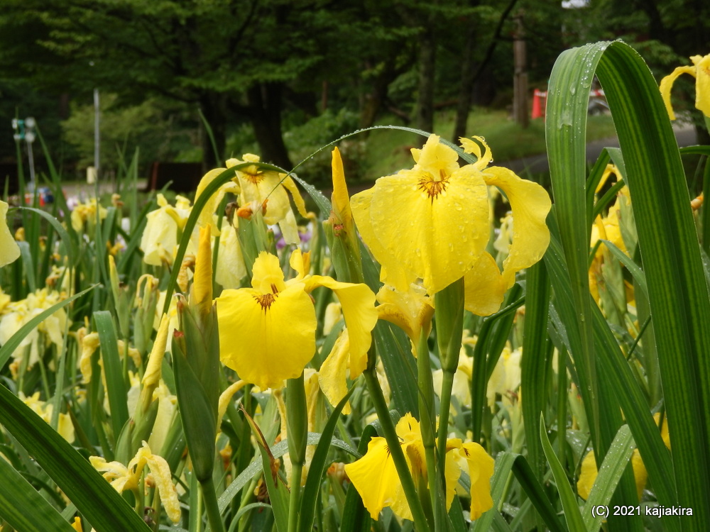 新発田市「五十公野公園あやめ園」2021年0６月２４日（満開）