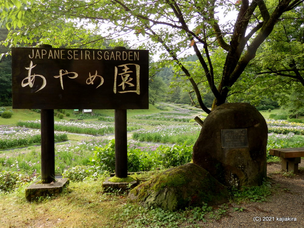 新発田市「五十公野公園あやめ園」2021年0６月２４日（満開）