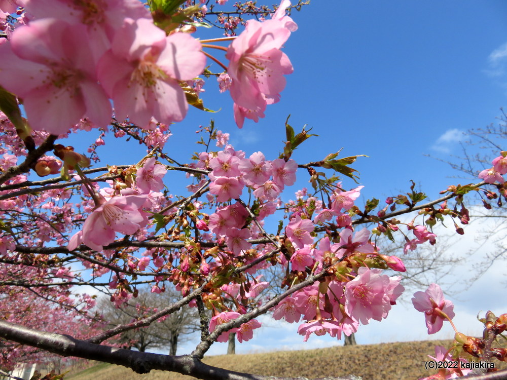 加治川治水記念公園の桜2022(4/1)