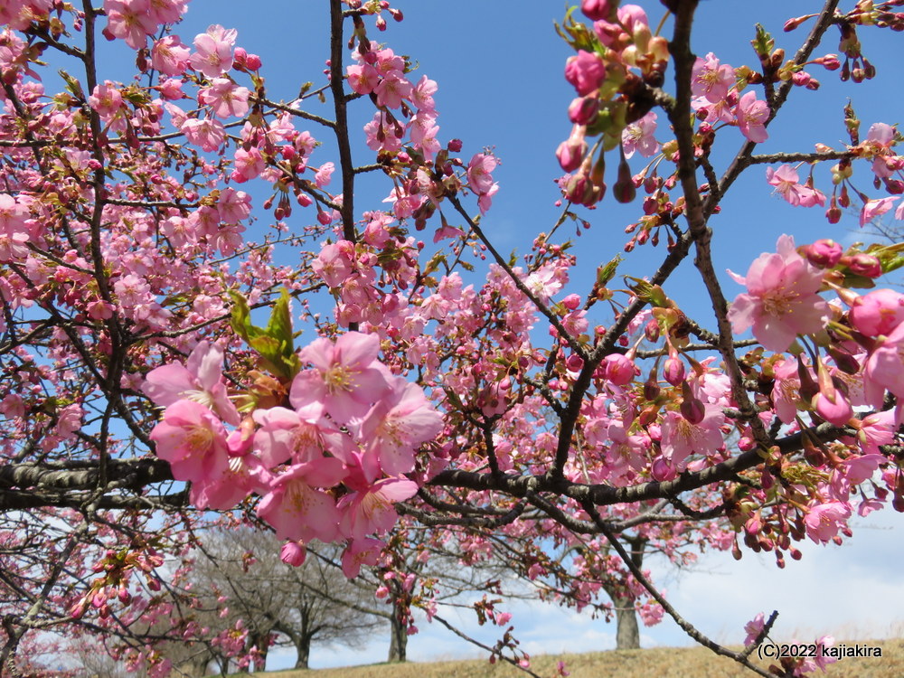 加治川治水記念公園の桜2022(4/1)