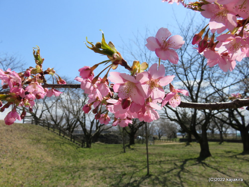 加治川治水記念公園の桜2022(4/1)