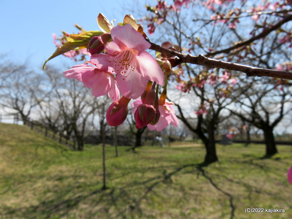 加治川治水記念公園の桜2022(4/1)