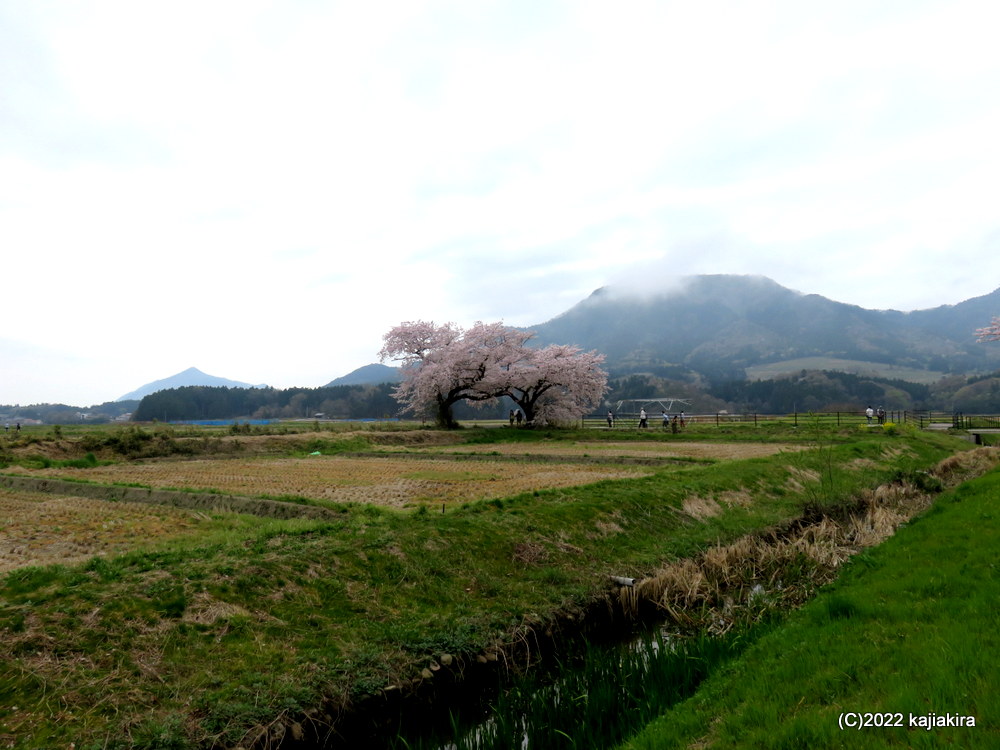 上堰潟公園の桜と布目夫婦桜（新潟市西蒲区）2022(4/13)