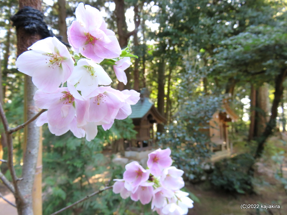 阿賀野市で見つかった色が変わる珍しい桜「結桜（ゆいざくら