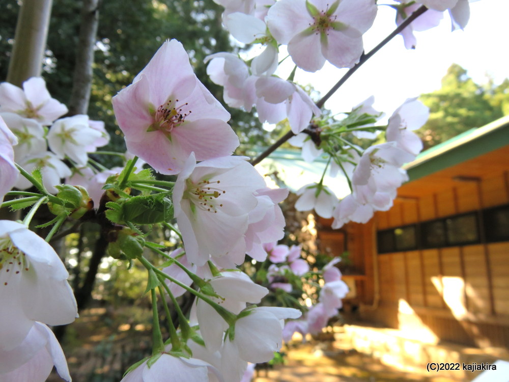阿賀野市で見つかった色が変わる珍しい桜「結桜（ゆいざくら