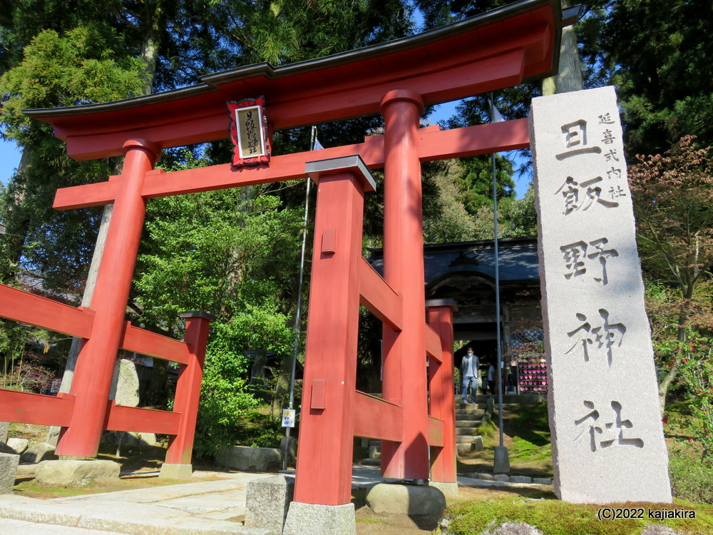 阿賀野市で見つかった色が変わる珍しい桜「結桜（ゆいざくら