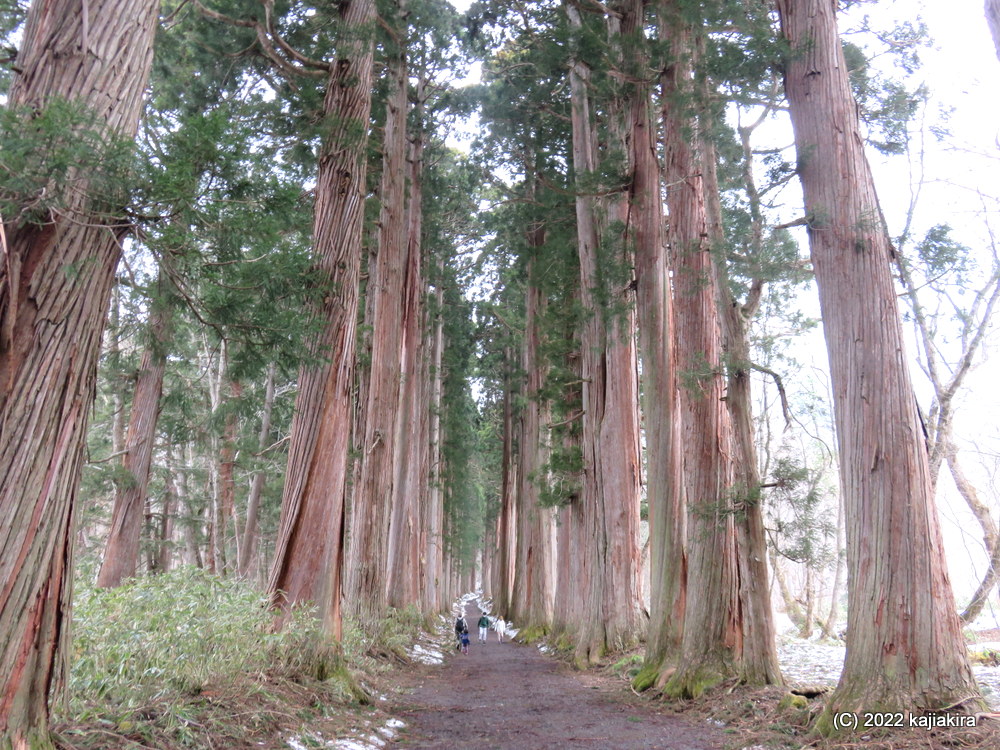 長野・戸隠神社（五社のうち三社）巡り「奥社参道」途中まで行ってみた編