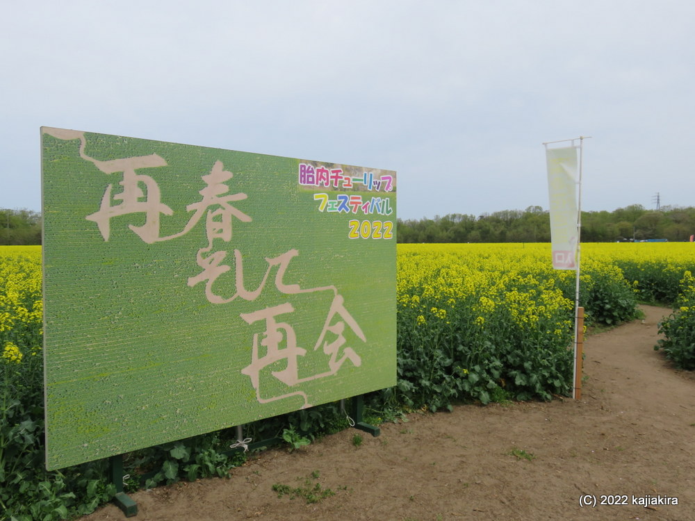 胎内市チューリップフェスティバル2022（長池憩いの森公園）