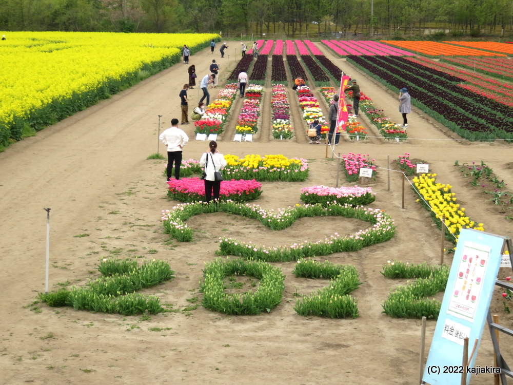 胎内市チューリップフェスティバル2022（長池憩いの森公園）