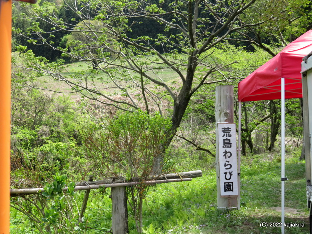 村上市「荒島わらび園」が開園しました。