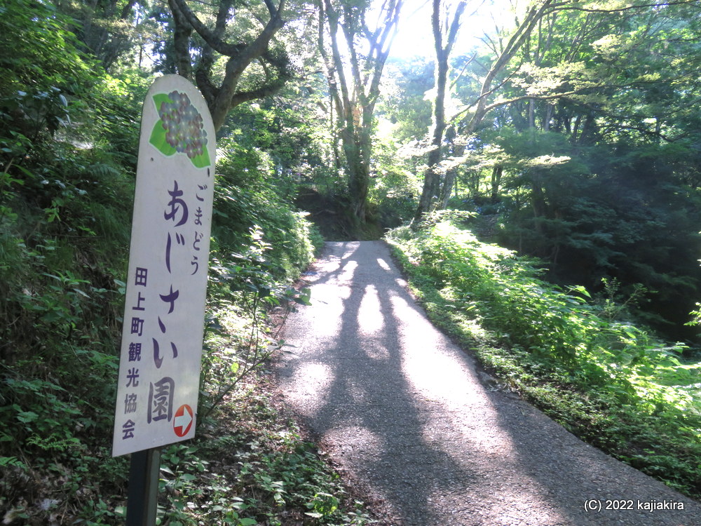 護摩堂山の山頂付近に広がる「あじさい園」へ、2022年最初の登山