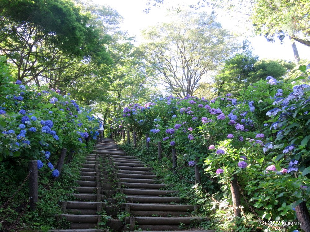 護摩堂山の山頂付近に広がる「あじさい園」へ、2022年最初の登山