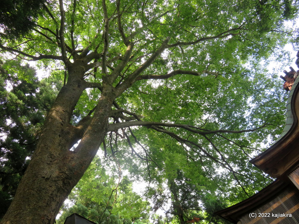 2022年は何故か多い「大友稲荷 奥の院」の、カエル達