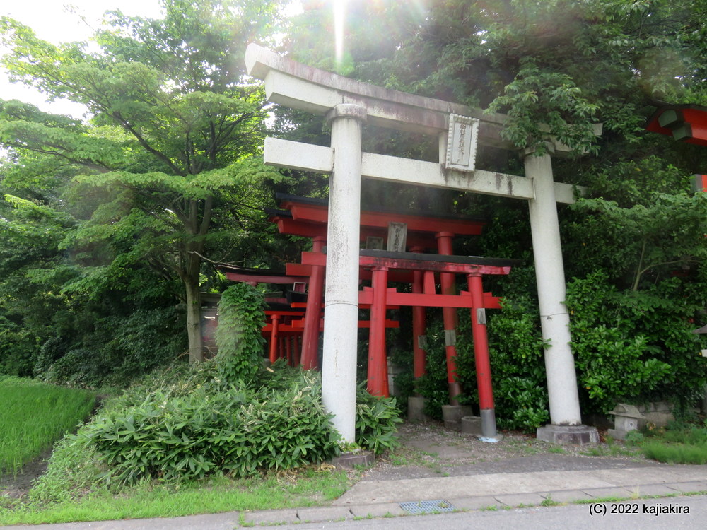 2022年は何故か多い「大友稲荷 奥の院」の、カエル達