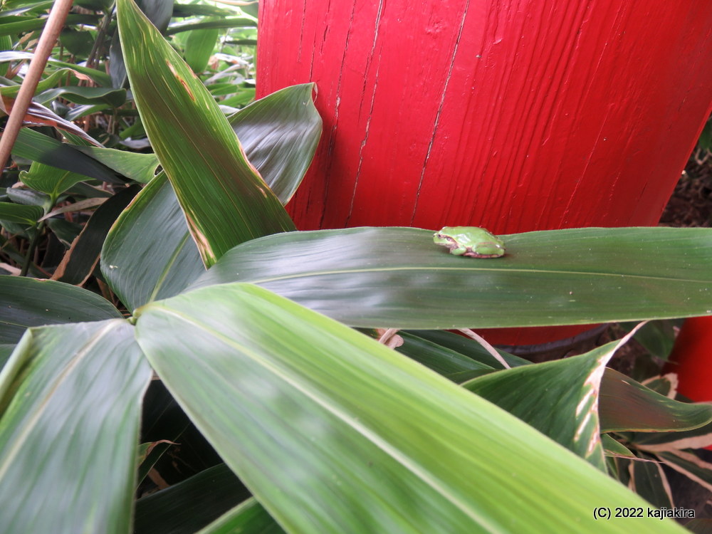 2022年は何故か多い「大友稲荷 奥の院」の、カエル達