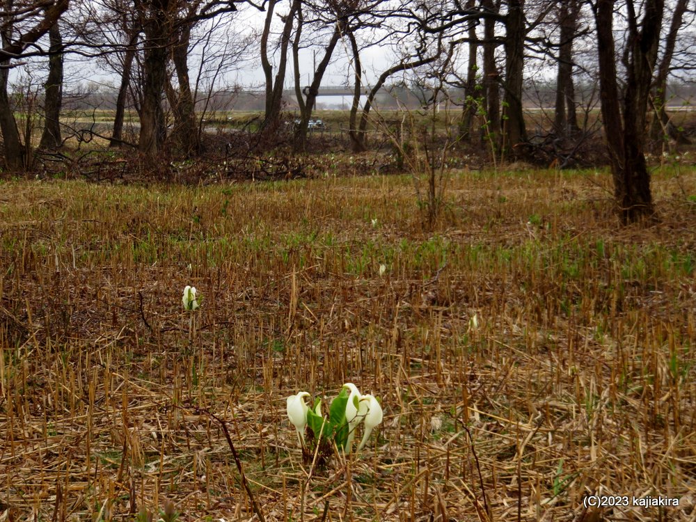 胎内市・地本の水芭蕉 2023