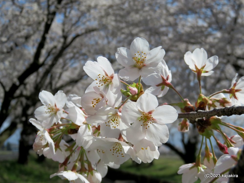 新江の桜並木（阿賀野市）2023 (4/1)