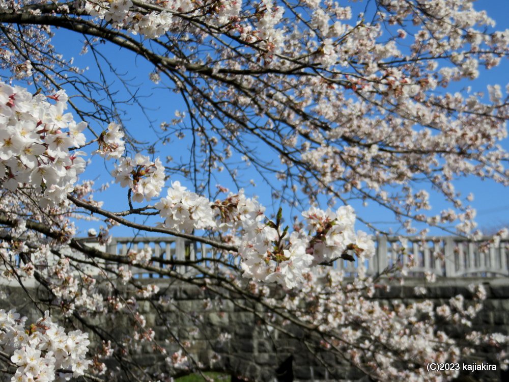 加治川治水記念公園（新発田市）の桜 2023 (4/1)