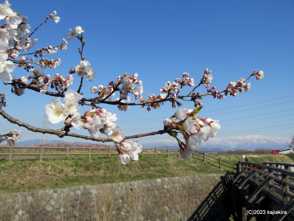 加治川治水記念公園（新発田市）の桜 2023 (4/1)