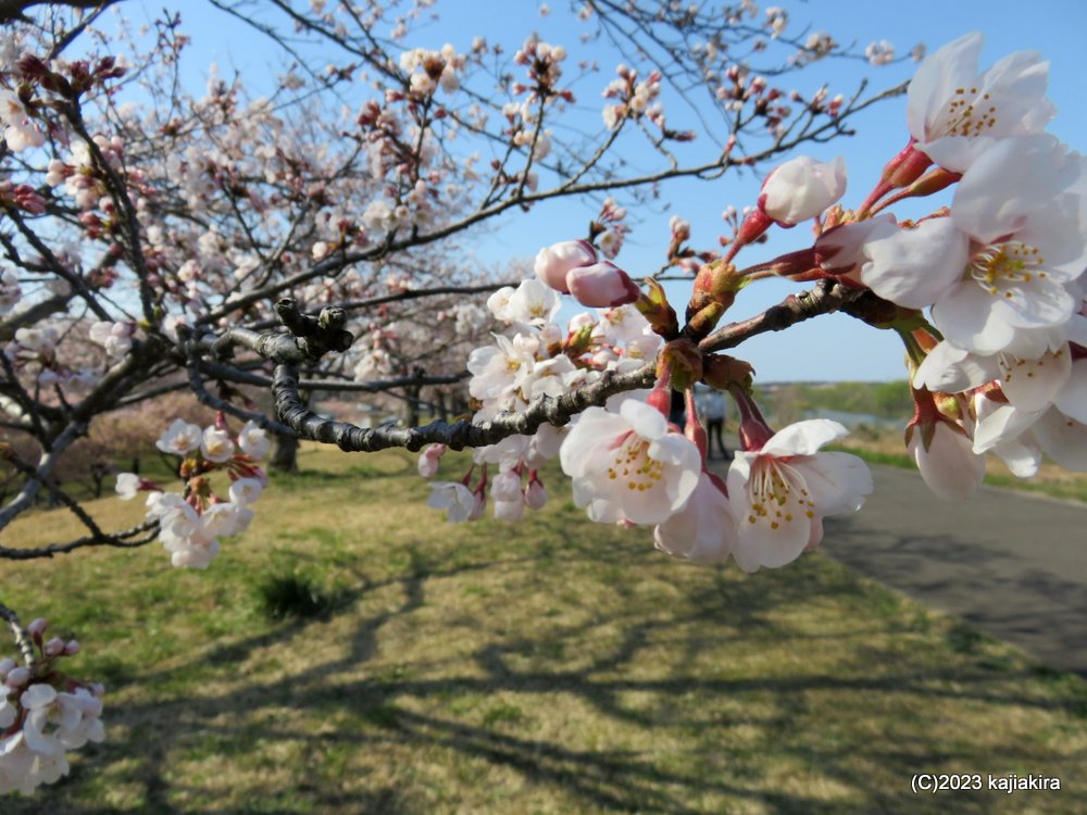 加治川治水記念公園（新発田市）の桜 2023 (4/1)