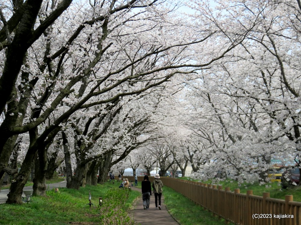 加治川治水記念公園(新発田市真野原)派川加治川周辺の桜 2023(4/5)