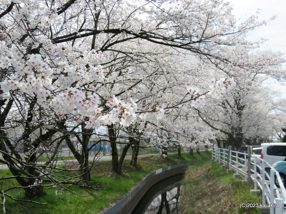加治川治水記念公園(新発田市真野原)派川加治川周辺の桜 2023(4/5)
