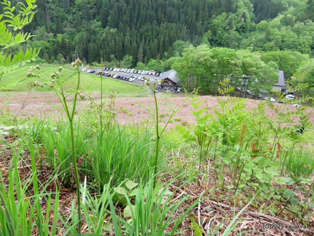 「丸渕観光わらび園（阿賀町）」2023年オープン初日（5/14）の様子