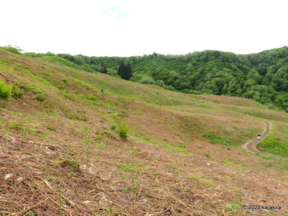 「丸渕観光わらび園（阿賀町）」2023年オープン初日（5/14）の様子