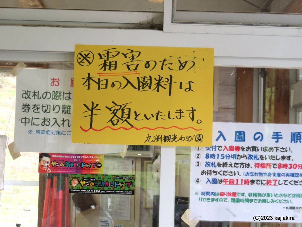 「丸渕観光わらび園（阿賀町）」2023年オープン初日（5/14）の様子