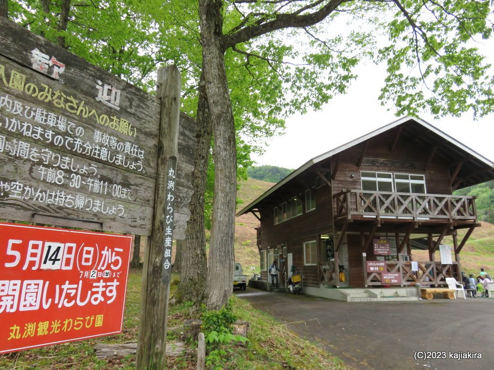 「丸渕観光わらび園（阿賀町）」2023年オープン初日（5/14）の様子