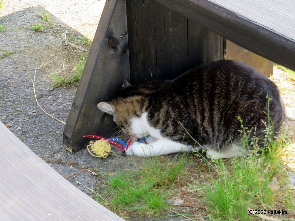 猫＆カフェ喜左ェ門（新潟市西蒲区間瀬）に行ってみた - 加持顕の