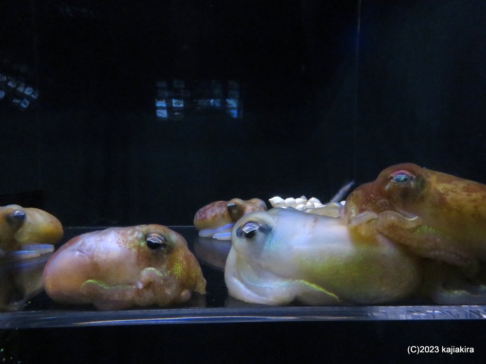 鶴岡市立加茂水族館に再び［第44回 音楽の夕べ ～あなたとクラゲと音楽と～］