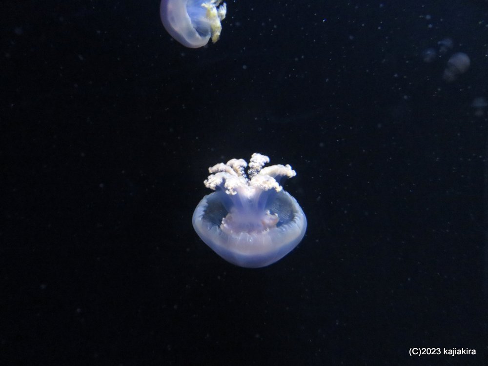 鶴岡市立加茂水族館に再び［第44回 音楽の夕べ ～あなたとクラゲと音楽と～］