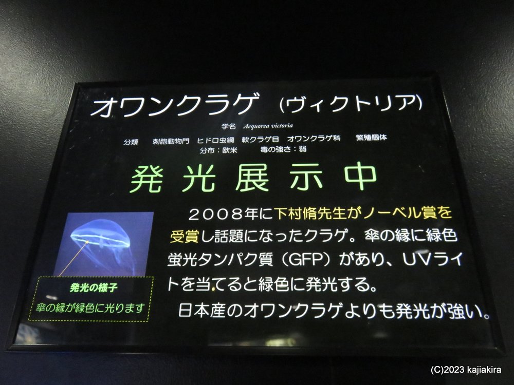 鶴岡市立加茂水族館に再び［第44回 音楽の夕べ ～あなたとクラゲと音楽と～］