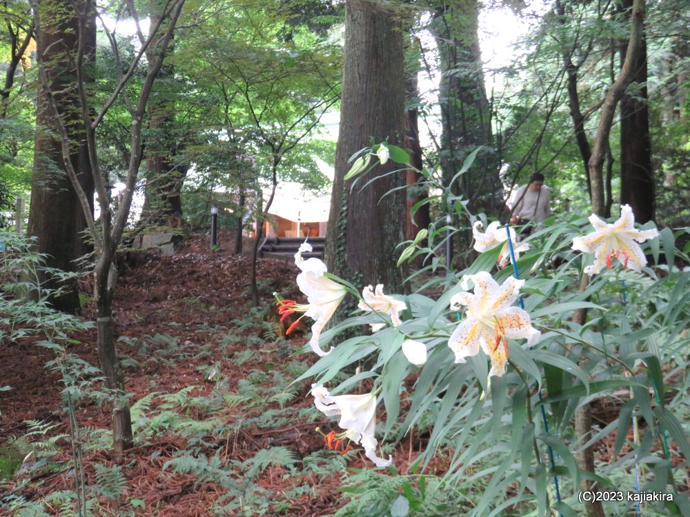 旦飯野神社（阿賀野市）に参拝