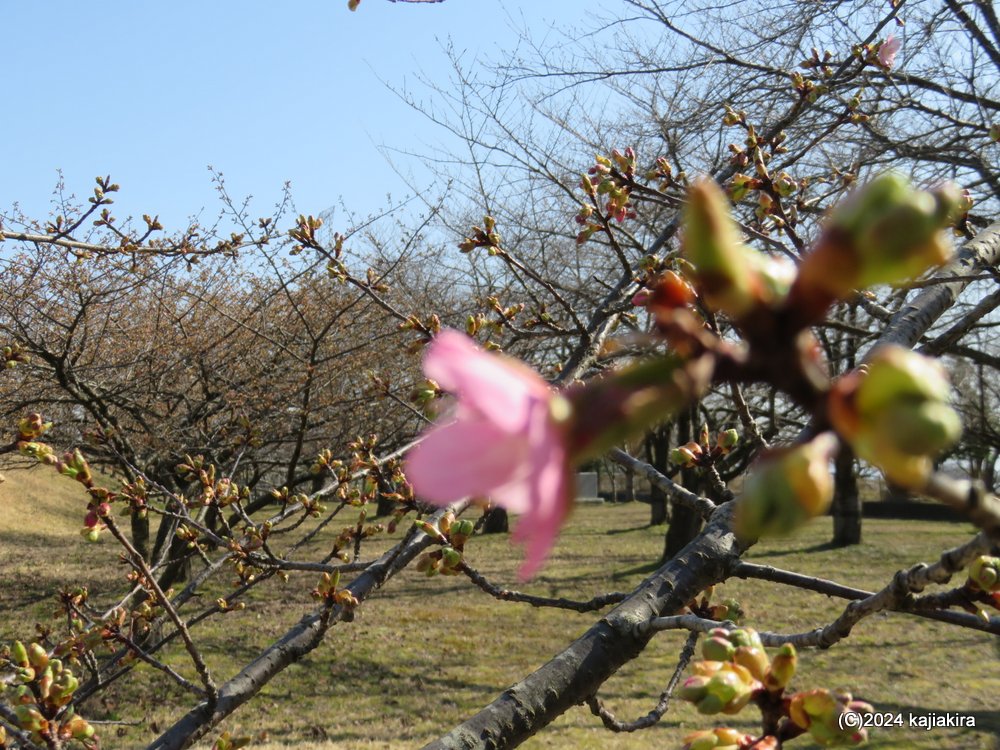 加治川治水記念公園の桜 2024(3/16)