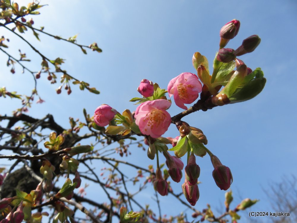 新発田市・大峰山桜公園の桜 2024(3/24)