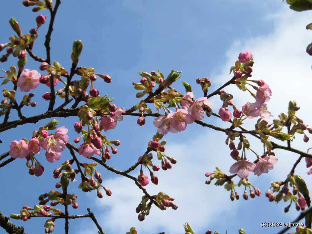 新発田市・大峰山桜公園の桜 2024(3/24)