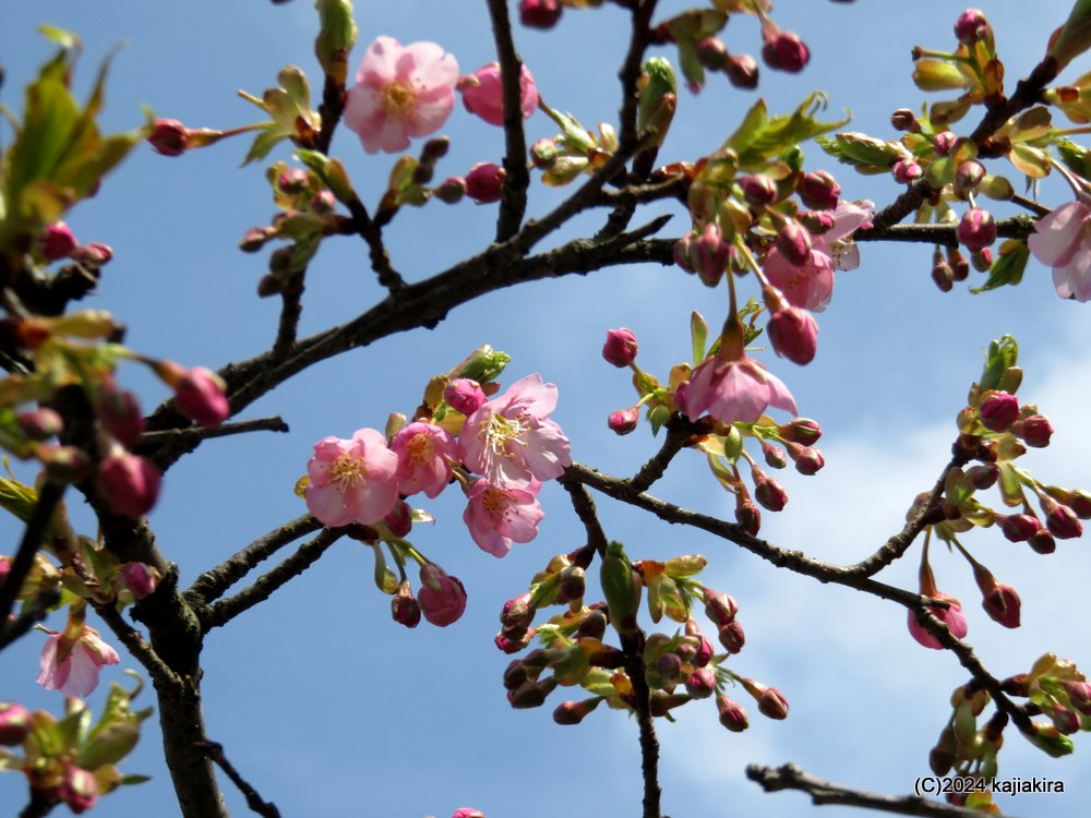 新発田市・大峰山桜公園の桜 2024(3/24)