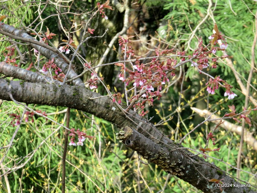 新発田市・大峰山桜公園の桜 2024(3/24)