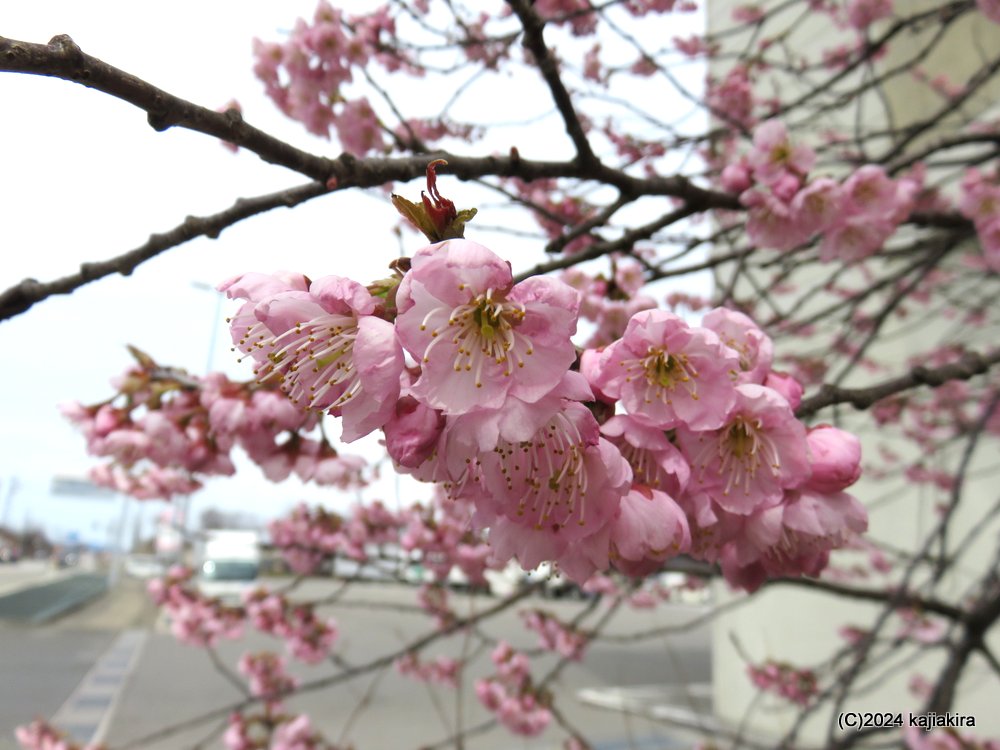 新発田市「道の駅加治川」の桜 2024(3/28)