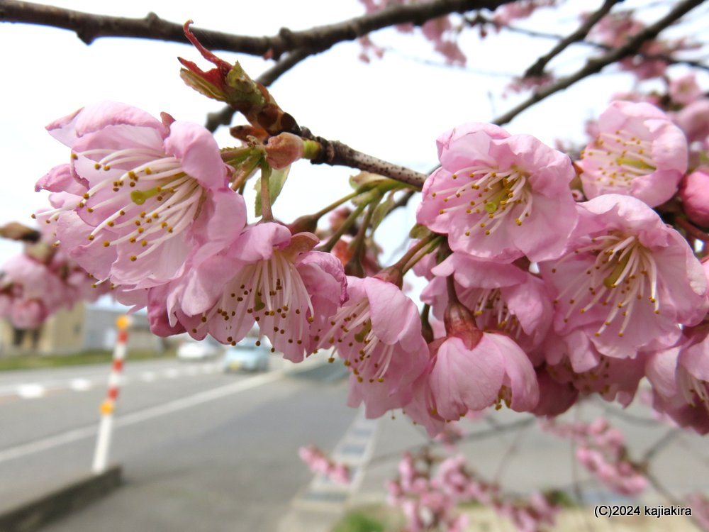 新発田市「道の駅加治川」の桜 2024(3/28)